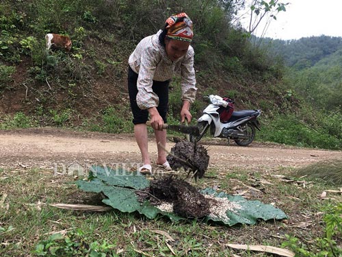 Nữ cao thủ kể chuyện ly kỳ vào rừng săn đặc sản trứng kiến cực lạ