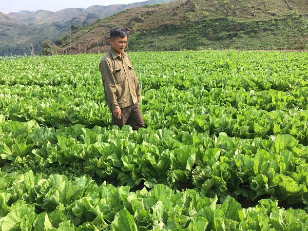 Nắng chang chang, trồng cải bẹ xanh ngút ngàn, bán lúc nào cũng đắt