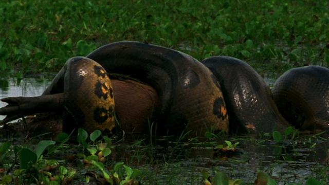 Video: Trăn anaconda khổng lồ đoạt mạng chuột lớn nhất thế giới to như lợn - 1