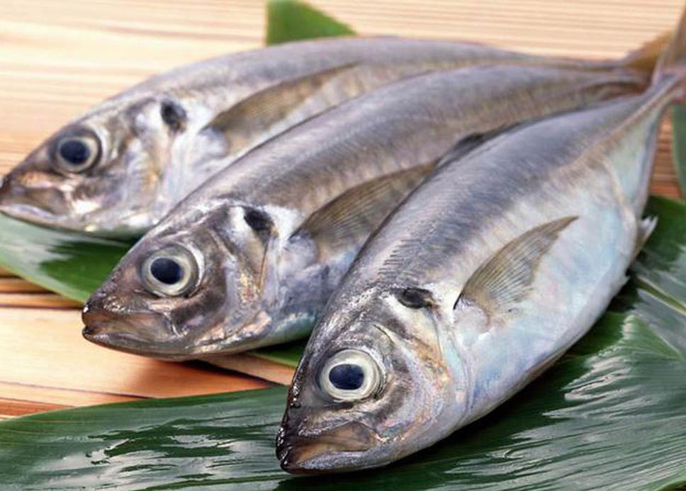 Chuyên gia dinh dưỡng lý giải vì sao ăn cá biển, tốt nhất đừng ham... cá to - 1
