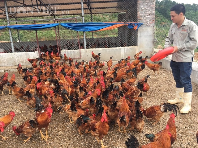 Thạc sỹ bỏ giảng đường về quê nuôi gà VietGAP, kiếm 80 triệu/tháng
