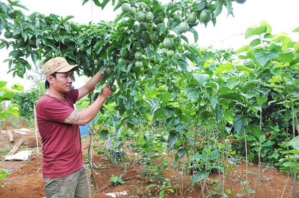 Cho dâu "chung nhà" với chanh dây, cà phê mà thu thêm 1,5 tỷ/năm