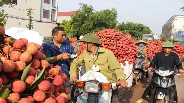 Đang có 200 thương nhân Trung Quốc mua vải thiều ở Bắc Giang - 1