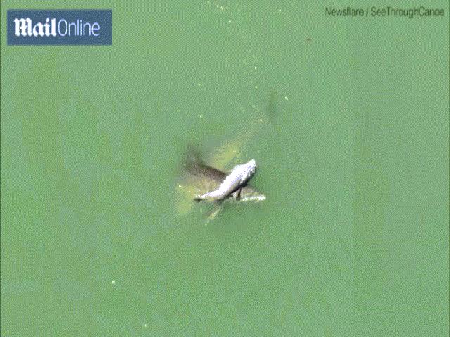 Video: Xót xa cảnh cá heo mẹ không ngừng nâng xác con non trên biển