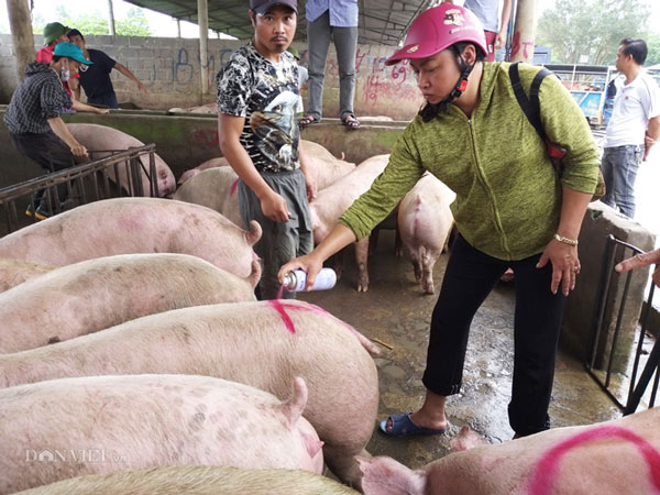 Giá heo hơi 9/6: Không ngừng tăng chóng mặt, Trung Quốc thiếu thịt