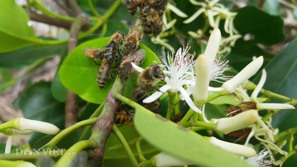 Độc đáo: Luyện ong làm mật ngọt từ... biển mặn, thu 2-3 triệu/ngày