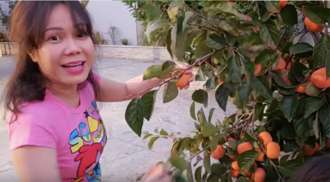 Việt Hương có một vườn cây trái ngay trước sân nhà. Nữ danh hài tự hào khoe những trái hồng thu hoạch được.
