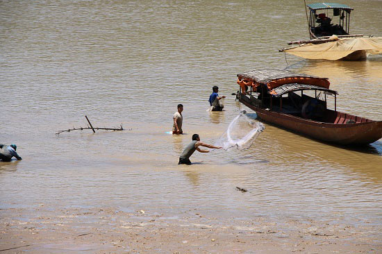 Trúng đậm mùa cá sặc bùn trên sông Đà, cá to nhiều vô kể