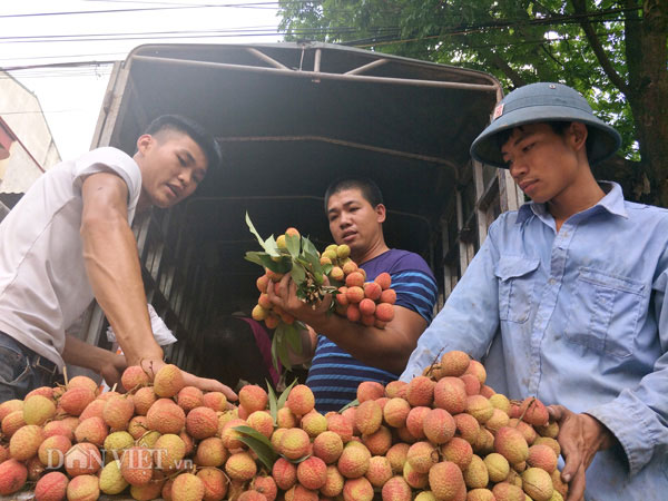 390 thương nhân Trung Quốc "đổ bộ" vùng vải thiều Lục Ngạn, mua giá cao