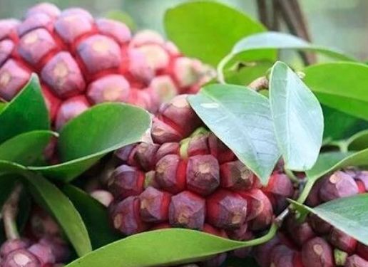 Quả "trăm mắt" đỏ au, vừa tốt vừa hiếm, giá tới 600.000/kg