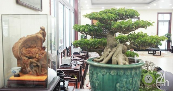 Bộ sưu tập bonsai tiền tỷ và "đồ chơi VIP" của giới nhà giàu Việt