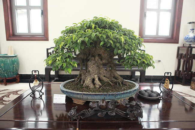 Những cây cảnh bonsai được đặt tại đây đều là những tác phẩm nhỏ nhưng có giá trị rất lớn, nhiều cây tiền tỷ.