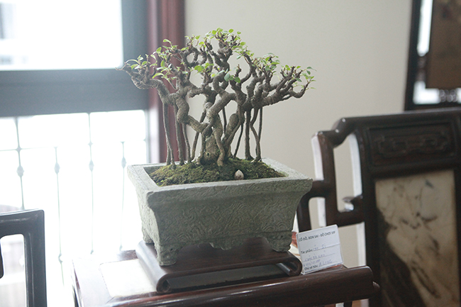 . Một cây si bonsai mini được trồng trong một chiếc chậu cổ bằng đá
