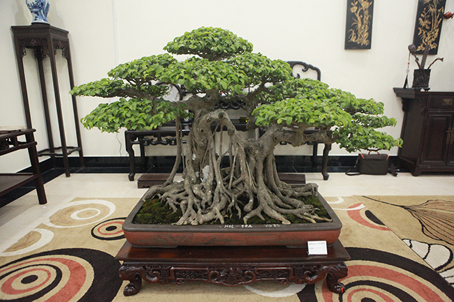 Một cây sanh bonsai khác.