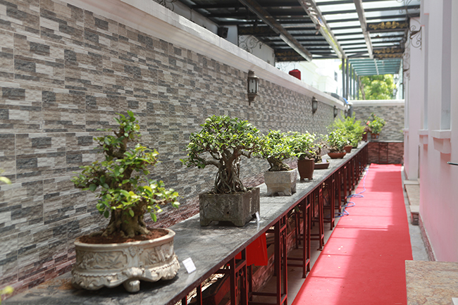 Không gian bên ngoài trưng bày một số tác phẩm bonsai nghệ thuật đỉnh cao khác của các nhà vườn. 