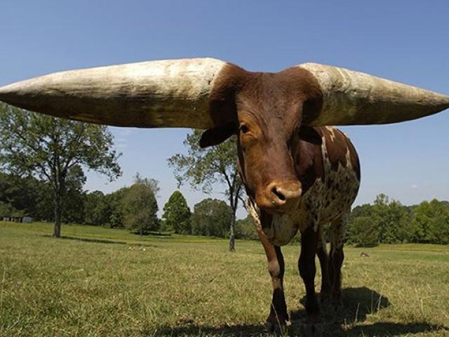 Chú bò lập kỷ lục với cặp sừng dài nhất thế giới
