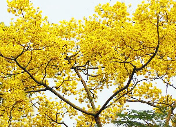 Nơi duy nhất ở Việt Nam chào hè với 5 sắc hoa phượng Nơi Duy Nhất Ở Việt Nam Chào Hè Với 5 Sắc Hoa Phượng