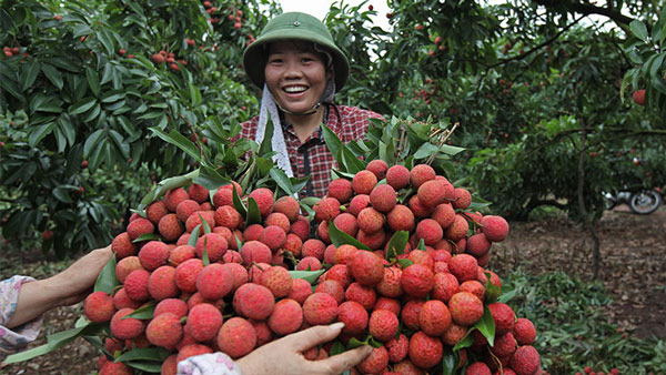 Tư thương Trung Quốc lùng mua vải thiều, dân Bắc Giang thu tiền tỉ