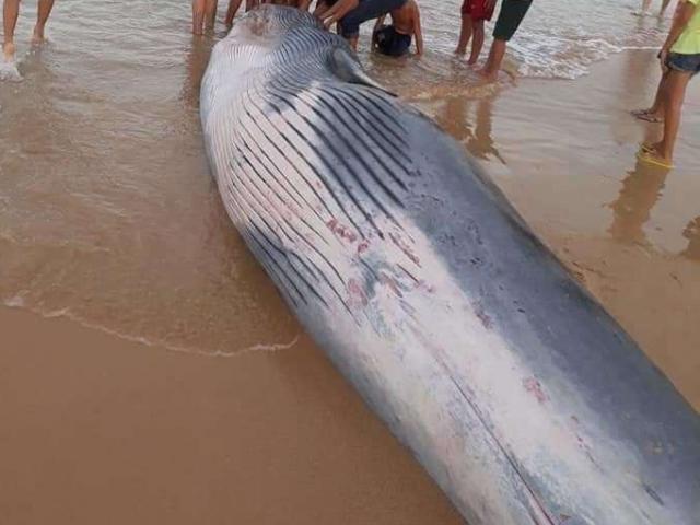 Cá voi dạt vào Khánh Hòa là loại chuyên gây sự với cá voi sát thủ?