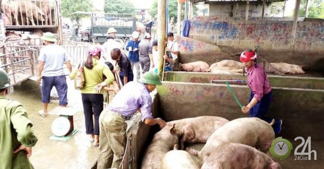 Giá heo hơi hôm nay: Chợ lợn lớn nhất miền Bắc tiêu thụ tăng gấp đôi, giá 38.000 đồng/kg