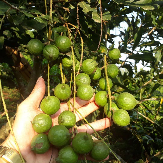 Lai Châu: Loài cây ra quả sai như sung, ăn vài hạt khỏe cả người