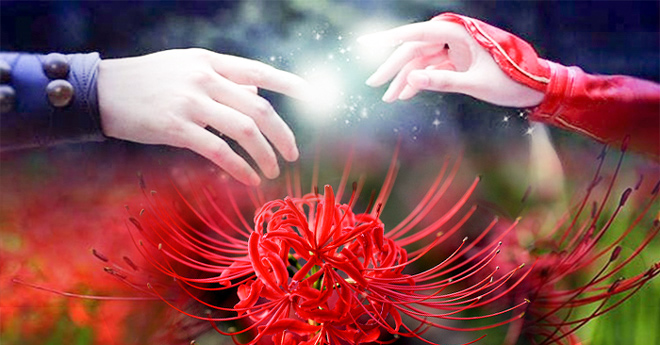 Hoa bỉ ngạn là gì Ý nghĩa về loài hoa ái tình trong nhân gian