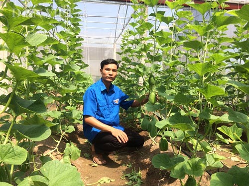 Kỹ sư về quê trồng dưa lê Hàn Quốc, bỏ túi hàng trăm triệu