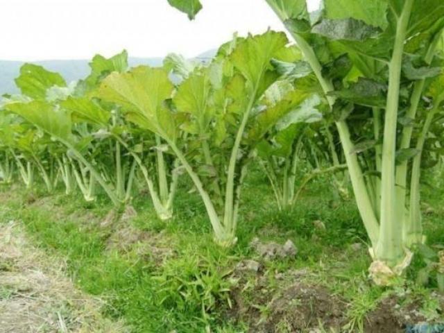 Ở nông thôn ăn ngấy loại ”rau đắng” này, thành phố bán 40 nghìn nửa cân