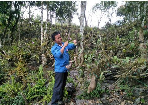 Chuyện lạ Lào Cai: Trai Mông vào rừng trồng bạt ngàn lan quý