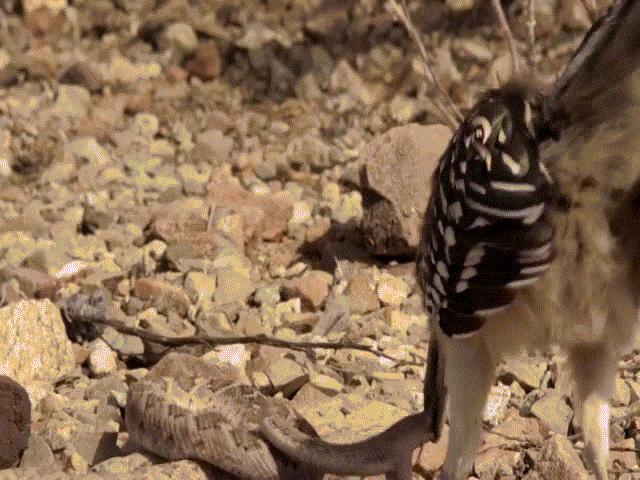 Video: ”Cà khịa” chim chẹo đất, rắn đuôi chuông bị đối thủ nhổ răng nanh