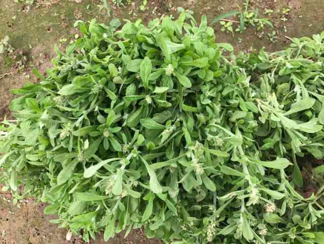Thứ rau mọc dại bỗng đắt hàng vì chị em đua nhau mua, trổ tài làm bánh - 1