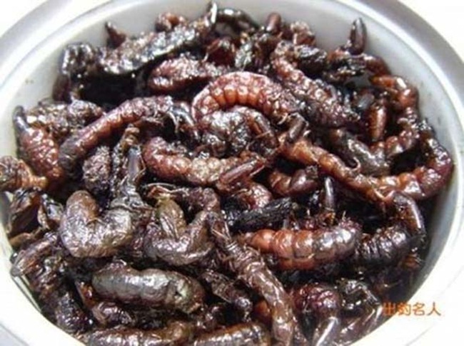 Cư dân tại Ina, Nagano, Nhật có truyền thống bắt ấu trùng của côn trùng thủy sinh làm món ăn từ lâu đời.