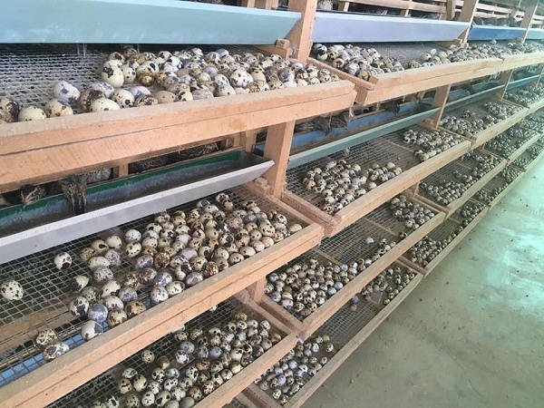 18.000 đồng 100 quả trứng cút, người nuôi chim cút bán tháo đàn bù lỗ cả trăm triệu - 1