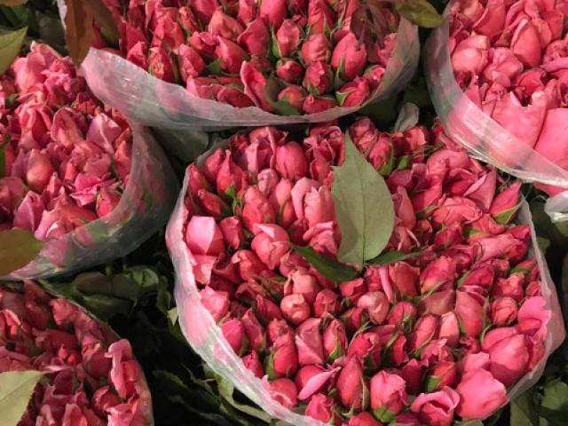 200 đồng một bông hồng, hoa rẻ chưa từng có, mỗi ngày bán cả vạn