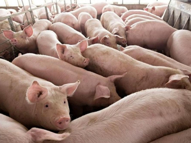 Giá lợn hơi ‘sốt’ trở lại, tiến sát mốc 100.000 đồng/kg