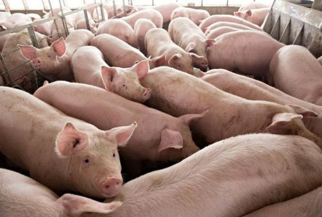 Giá lợn hơi ‘sốt’ trở lại, tiến sát mốc 100.000 đồng/kg - 1