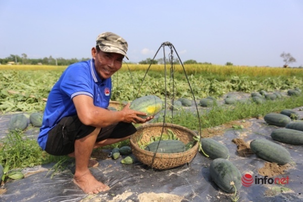 Được mùa, giá lên cao, nông dân Phú Ninh “trúng đậm” mùa dưa hấu - 1