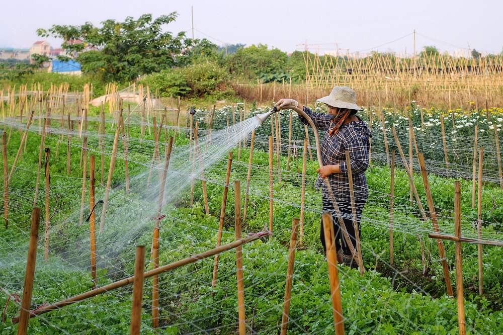 Hoa tươi tăng giá trở lại, nông dân phấn khởi tiêu thụ 3.000 bông/ngày - 1