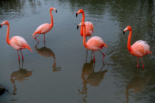 Thousands of flamingos flock to the pink lake in India - 1