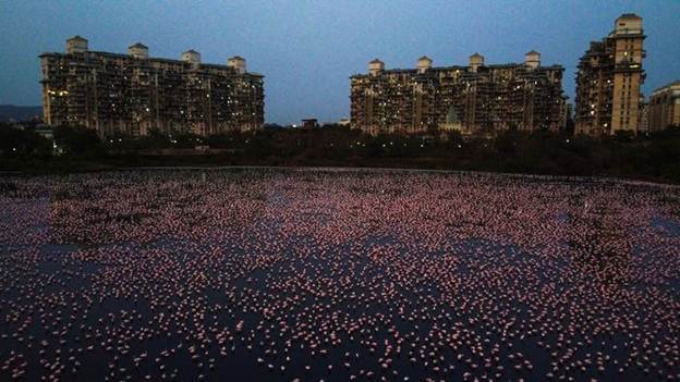 Thousands of flamingos flock to the pink lake in India - 2