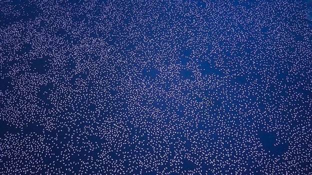 Thousands of flamingos flock to the pink lake in India - 3