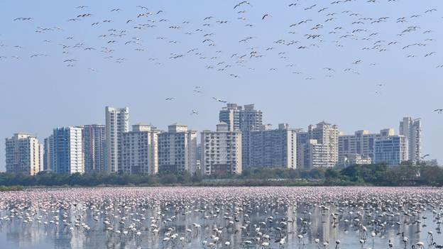 Thousands of flamingos flock to the pink lake in India - 4