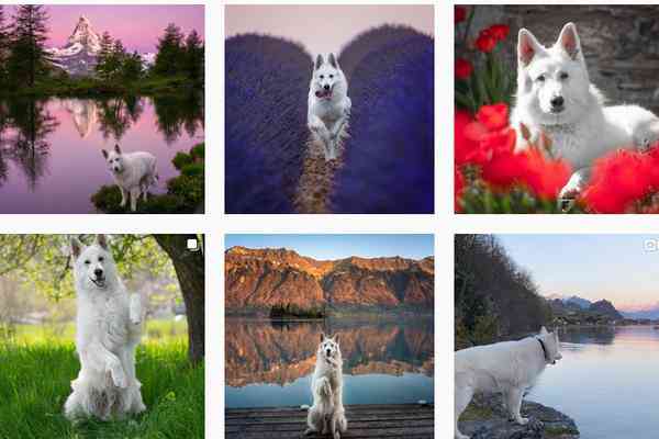 Chú chó trở thành ngôi sao mạng xã hội được đi du lịch khắp Thụy Sĩ - 1