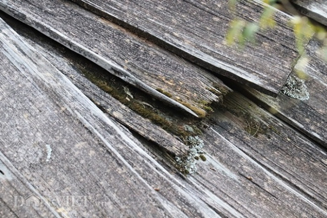 Clip: Kỳ lạ, nơi mái nhà quanh năm "phát ra mùi thơm" ở Sơn La - 6