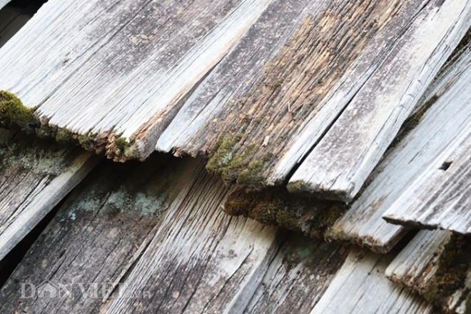 Clip: Kỳ lạ, nơi mái nhà quanh năm "phát ra mùi thơm" ở Sơn La - 11