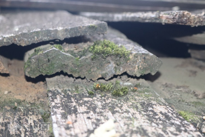 Clip: Kỳ lạ, nơi mái nhà quanh năm "phát ra mùi thơm" ở Sơn La - 10