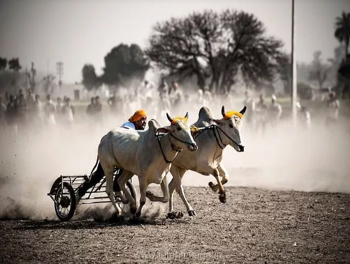 Những điều kỳ quặc chỉ có ở Ấn Độ - 14