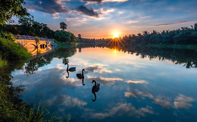 Resident-friendly swans in the green area of ​​the urban ecopark - 1