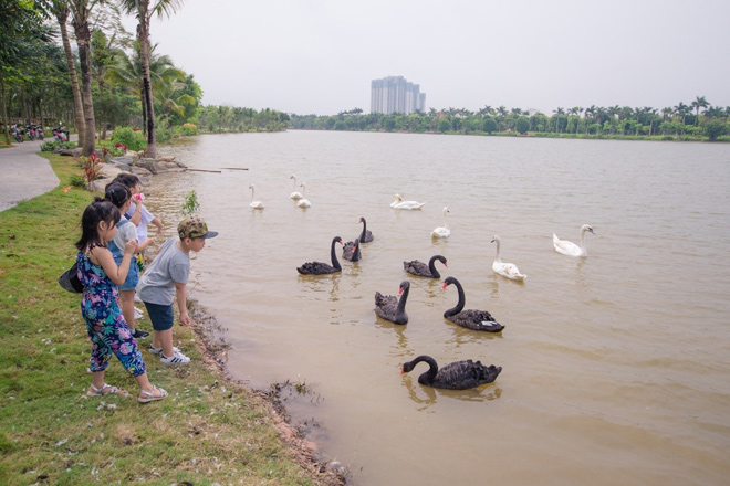 Resident friendly swans in the green area of ​​the urban ecological park - 2