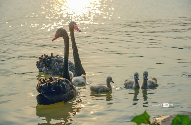 Friendly swans of residents in the urban green area Ecoparque - 3